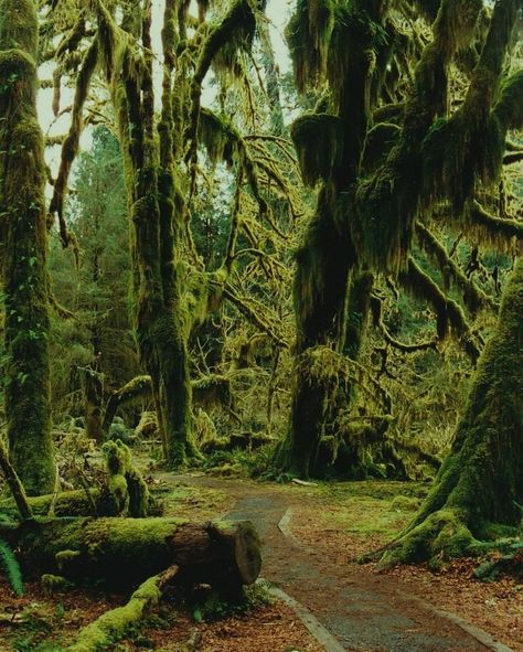 Hoh Rainforest Washington, Moss Blanket, Moss Forest, Hoh Rainforest, Travel Island, Moss Covered, Olympic Peninsula, Olympic National Park, Photography Landscape