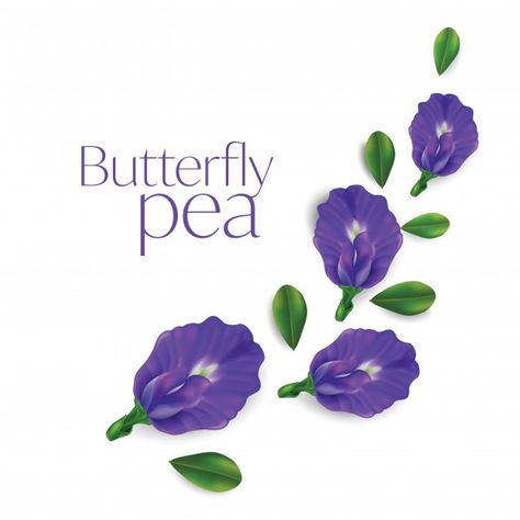 Nutritionist Business Cards, Logo Skincare, Canvas Painting Images, Vector Butterfly, Butterfly Pea Flowers, Bunga Telang, Flower Vector Illustration, Butterfly Pea Tea, Kingdom Plantae