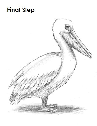 Pelican Drawing Last Pelican Drawing, Popular Cartoon Characters, Doodles Sketches, Pelican Art, Beginner Sketches, Drawing Doodles, Bird Artwork, Cartoon Drawing, Doodle Sketch