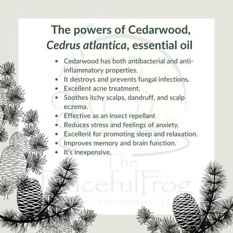 So many uses for cedarwood. Fun fact - In 1960, cedarwood essential oil was registered as a pesticide with the EPA due to its effectiveness in stopping moths from eating clothing. #cedarwoodessentialoil #cedarwood #benefitsofcedarwoodessentialoil #essentialoils #aromatherapy #aromatherapist #holistichealth #holostichealing #holistic #thepeacefulfrog Essential Oil Uses, Cedarwood Essential Oil Uses, Aromatherapy Benefits, Cedarwood Essential Oil, Itchy Scalp, Fungal Infection, Improve Memory, Insect Repellent, Brain Function