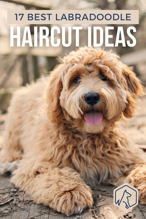 Labradoodle Cuts Haircuts, Labradoodle Puppy Cut, Labradoodle Grooming Haircuts, Labradoodle Hair, Australian Labradoodle Grooming, Labradoodle Haircut Style, Labradoodle Cuts, Labradoodle Haircut, F1b Labradoodle