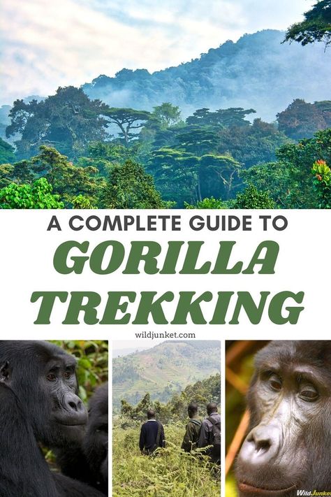 HOW TO GO GORILLA TREKKING! My complete guide on where to go, how to book tours, how much it costs etc. #gorillatrekking #wildlife #wildlifedestinations #wildlifeexperiences #africa #africatravel #africansafari #wildlifesafari #gorillatrek #gorilla #gorillasafari #wildlifeadventure #adventuretravel Gorilla Trekking In Rwanda, Rwanda Travel, Uganda Travel, Gorilla Gorilla, Safari Vacation, Gorilla Trekking, Travel Wishes, Wildlife Travel, Mountain Gorilla