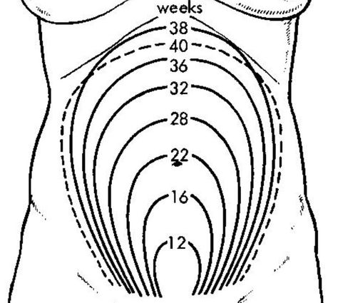 Uterus growth during pregnancy 16 Weeks Pregnant, Pregnant Sleep, Pregnancy Calculator, Pregnancy Info, Childbirth Education, Pregnancy Information, 16 Weeks, Sitting Position, Baby Center