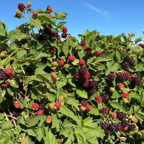 Wondering how to grow spectacular boysenberries? I've gathered up some helpful tips to maintain healthy plants and produce lots of boysenberries every season! Boysenberry Trellis Ideas, Growing Boysenberries Plants, Growing Berries In Backyard, Boysenberries Recipes, Growing Boysenberries, Boysenberry Plant, Boysenberry Recipes, Backyard Orchard, Trellis System