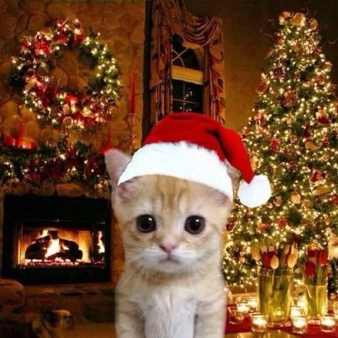 Funny Christmas Pfp, Christmas Cat Memes, Christmas Profile Pictures, Jazz Cat, Merry Christmas Cat, Pop Cat, Funny Christmas Pictures, Cute Text Symbols, Iphone Wallpaper Cat