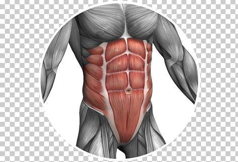 Triceps Brachii Muscle, Pectoralis Major, Rectus Abdominis Muscle, Rectus Abdominis, Arm Exercise, Human Human, Major Muscles, Image Editor, Color Help