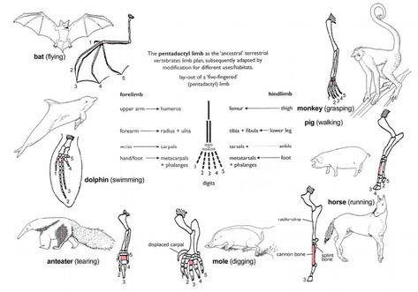 Comparative anatomy - Evidence for Evolution - Biology 3.5 Mammals Worksheet, Comparative Anatomy, Lizard Species, Electron Transport Chain, Convergent Evolution, Birth Rate, Evolutionary Biology, Dna Sequence, Living Organisms