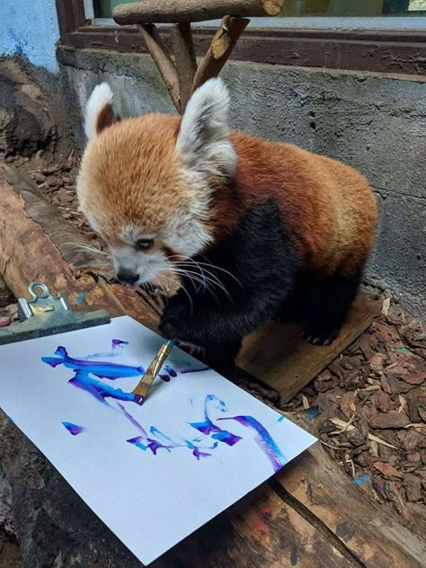 Sorrel Red Panda Enrichment, Red Panda Cute, Panda Painting, Red Pandas, Enrichment Activities, Panda Love, Birmingham Alabama, Baby Panda, Silly Animals