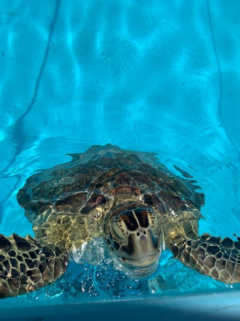 Turtle sanctuary Turtle Sanctuary, Cute Little Animals, Travel Aesthetic, Indonesia, Animals, Travel