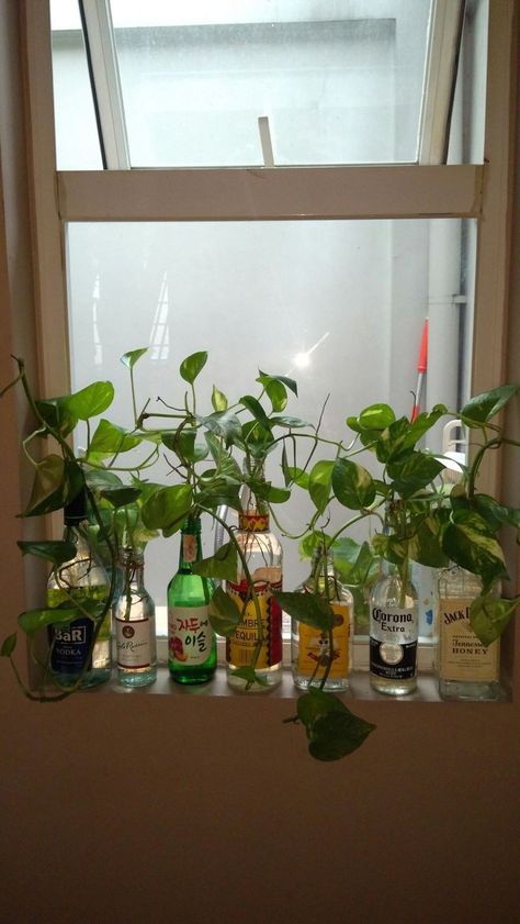 Plants In Liquor Bottles, Upcycling Household Items, Water Plants Aesthetic, Plants In Alcohol Bottles, Alcohol Bottle Plants, Plant Room Aesthetic Boho, Plant Decor Apartment, Roommate Bedroom Ideas, Clean Plant Room Aesthetic