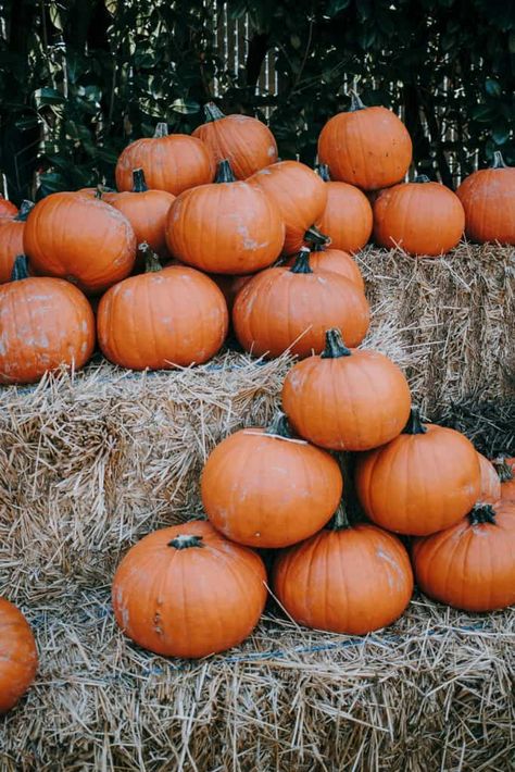 Casa Halloween, Pretty Pumpkins, Beautiful Pumpkins, Cute Fall Wallpaper, Fall Inspo, Fall Feels, Fall Pictures, Autumn Aesthetic, Fall Wallpaper