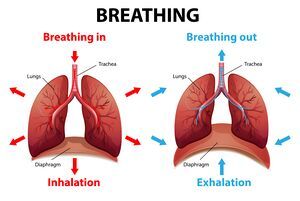 Belly Breathing, Diaphragmatic Breathing, Abdominal Surgery, Respiratory Care, Secondary Source, Pulmonary Disease, Deep Breathing Exercises, Diagram Design, Breathing Techniques