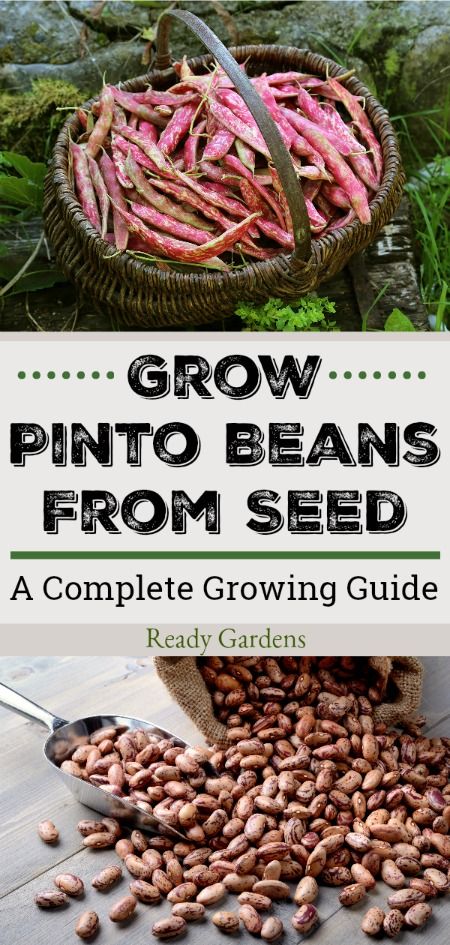 Growing Red Beans, Growing Pinto Beans In Garden, Heirloom Beans, Growing Beans, Farm Property, Pinto Bean, Types Of Beans, Bean Plant, Future Garden