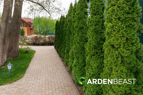 Thuja Emerald Green, Narrow Trees, Cedar Hedge, Emerald Green Arborvitae, Northern White Cedar, Arborvitae Tree, Thuja Occidentalis, Garden Insects, Conifer Trees