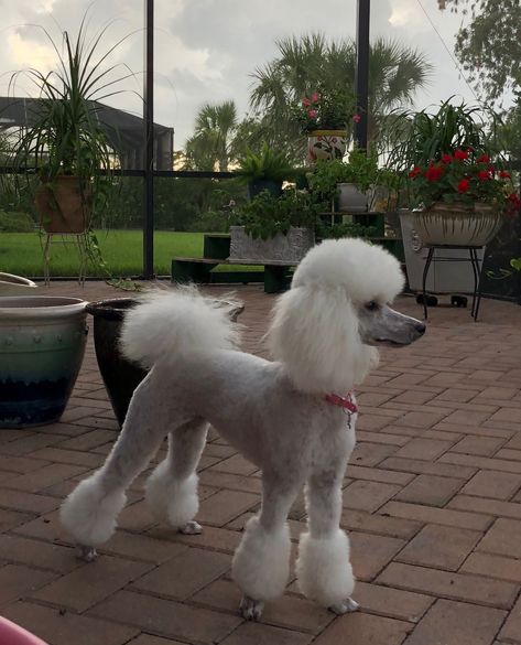 Tres Jolie 6/27/18 Standard Poodle Colors, Standard Poodle Cuts, Standard Poodle Grooming, Standard Poodle Haircuts, Toy Poodle Haircut, Poodle Haircuts, Poodle Haircut Styles, Goldendoodle Grooming, Tips For Dogs