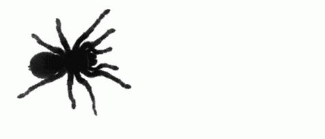 Spider Crawling Sticker - Spider Crawling Happy Halloween - Discover & Share GIFs Creepy Gif, Creepy Spider, Still Picture, Cute Headers, Banner Gif, Halloween Banner, Header Banner, Animation Design, Pretty Selfies