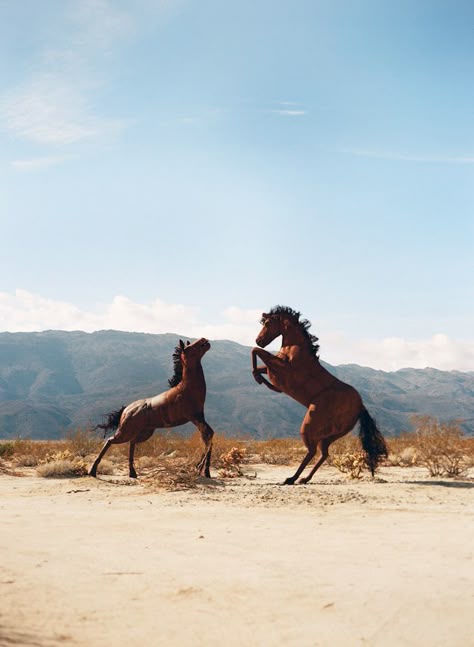 Mountain Spirit Western Photography, Cowboy Aesthetic, Western Wall Art, Horse Aesthetic, Western Aesthetic, Pretty Horses, Horse Photography, In The Desert, Western Art