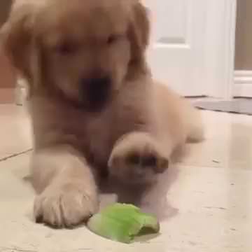 Dog Vs. Celery (gif) Puppies Gif, Pet Cam, Pet Camera, Puppy Kisses, Game Mode, Dog Behavior, German Shepherd Dogs, Animal Gifs, Animals Beautiful