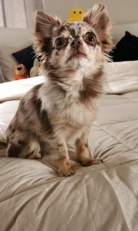 Merle Long Haired Chihuahua, Dog Aesthetic Chihuahua, Cute Chihuahua Aesthetic, Merle Chihuahua Long Hair, Chichuachua Chihuahua Dogs, Aesthetic Chihuahua, Chihuahua Aesthetic, Fluffy Chihuahua, Chiwawa Puppies