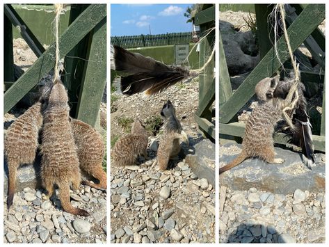 Meerkat Enrichment, Zoo Enrichment, Animal Enrichment, Mammals, Feathers, Acting, Entertainment, Toys, Animals