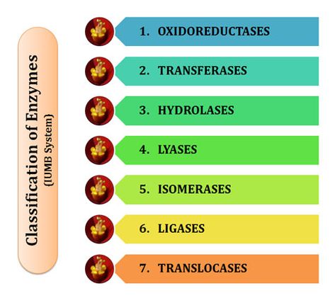 Classification of Enzymes Lecture Notes | Easy Biology Class Enzymes Biology, Dna Ligase, Biochemistry Notes, Dna Polymerase, Redox Reactions, Functional Group, Recipes To Cook, Medical Student Study, Number Six