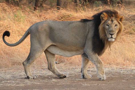 Lion Anatomy, Gir Forest, Wild Cat Species, World Lion Day, Asiatic Lion, Panthera Leo, Lion Photography, Wild Lion, Cat Species