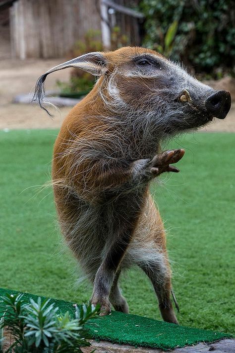 Red River Hog, San Diego Zoo Safari Park, Wild Pig, Exotic Animals, Awesome Animals, Safari Park, San Diego Zoo, Unusual Animals, Wild Boar