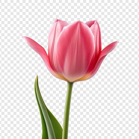 Tulip Flower, Card Banner, Poster Invitation, Presentation Template Free, Tulips Flowers, Pattern Drawing, Create Image, Free Psd, Textures Patterns