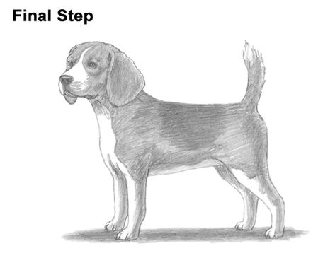 Beagle Dog Drawing Begal Dogs Drawing, White Beagle, Dog Muzzle, Dog Steps, Popular Cartoons, Pencil Drawings Easy, Handmade Dog Collars, Shih Tzu Dog, Beagle Dog