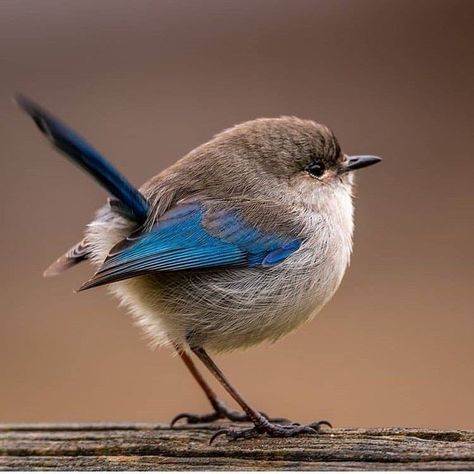 Colourful Birds, Unique Images, Most Beautiful Birds, Bird Pictures, Exotic Birds, Pretty Birds, Bird Photo, Watercolor Bird, Colorful Birds