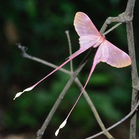 Pink silk moth (Eudaemonia argus). Native to africa. Pink Silk Moth, Moth Aesthetic, Beautiful Moths, Silk Moth, Cute Bugs, Pink Moth, How To Remember, Cute Moth, Cool Insects