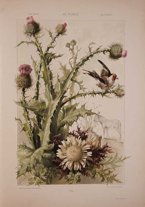 Anton Seder, Art Nouveau Illustration, Botanical Illustration Vintage, Book Illustration Art, Scottish Thistle, Vintage Botanical Prints, Plant Painting, Scientific Illustration, Buy Wall Art