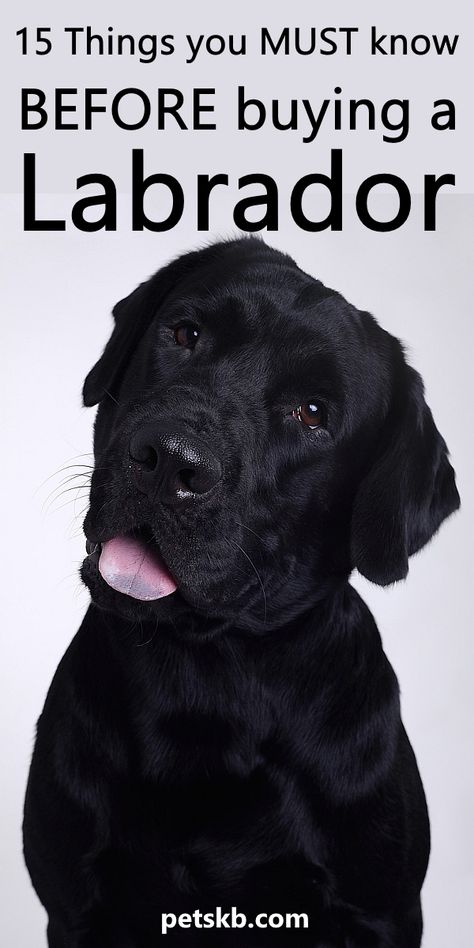 Are you about to buy a Labrador? Here are 15 things you need to know first #labradors Dog Mental Stimulation, White Labrador Puppy, Black Labrador Puppy, English Labrador, White Labrador, Black Labrador Dog, Puppy Time, Dog Video, Mental Stimulation