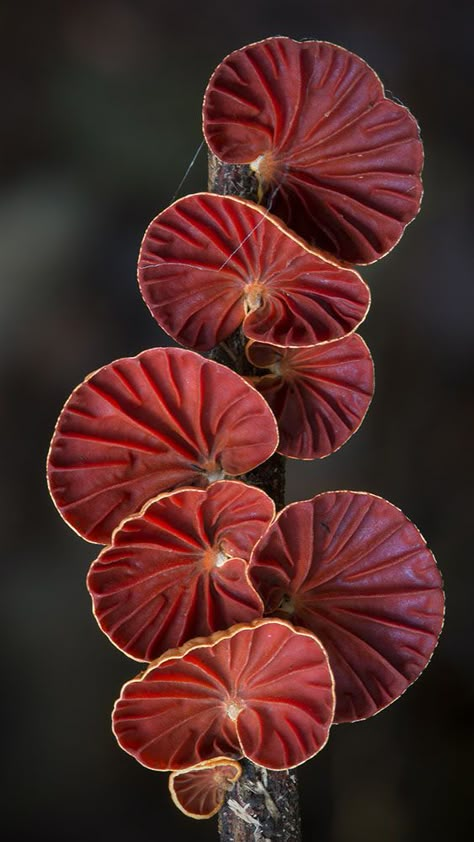 Patterns In Nature Texture, Organic Shapes In Nature, Mushroom Pictures, Lichen Moss, Plant Fungus, Mushroom Fungi, Airbrush Art, Wild Mushrooms, Mushroom Art