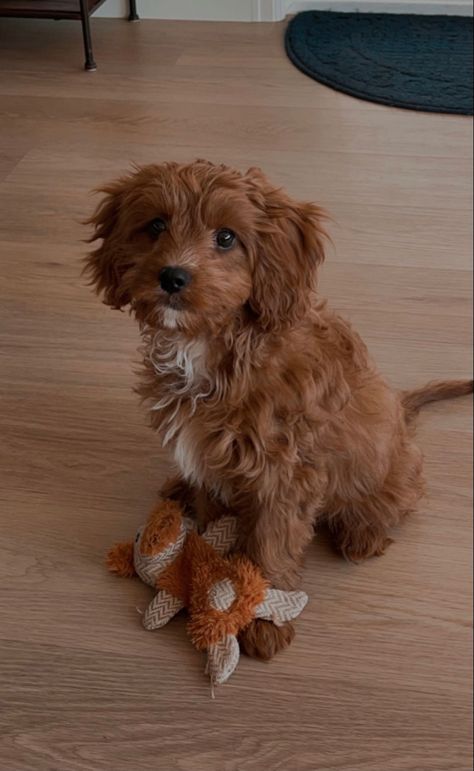 cavapoo puppy Cava Poo Puppies, Teddy Bear Cut Cavapoo, Cavapoo Full Grown, Puppy Must Haves, Toy Cavapoo, Mini Cavapoo, Mini Labradoodle, Cavapoo Dogs, Cavapoo Puppy