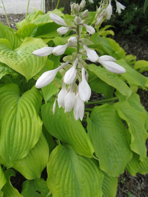 Hosta siebold 'Frances Williams' Plantain Lily | Kingsbrae Garden | Flickr Plantain Lily, Lily, France, Plants, Photography