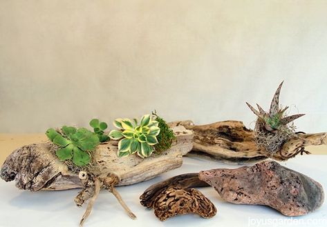 Driftwood Planters, Wood Succulent Planter, Driftwood Centerpiece, Succulent Display, Succulent Planter Diy, Driftwood Diy, Buy Succulents, Succulent Garden Diy, Succulent Cuttings