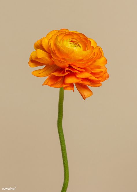 Blooming orange ranunculus flower  | premium image by rawpixel.com / Teddy Rawpixel Autumn Flowers Photography, Ranunculus Flower, Ranunculus Photography, Orange Flower, Ranunculus Background, Raniculas Ranunculus, Ranunculus Garden, Ranunculus Arrangement, Butterfly Ranunculus