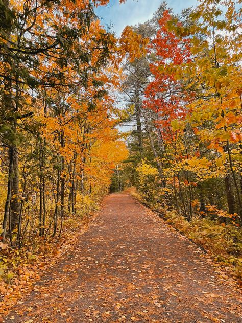 fall leaves trees aesthetic path walk autumn Fall Walk Aesthetic, Autumn Walk Aesthetic, Fall Trees Aesthetic, Fall Running, Trees Aesthetic, Fall Walk, Autumn Walk, Fall Mood Board, Autumn Magic