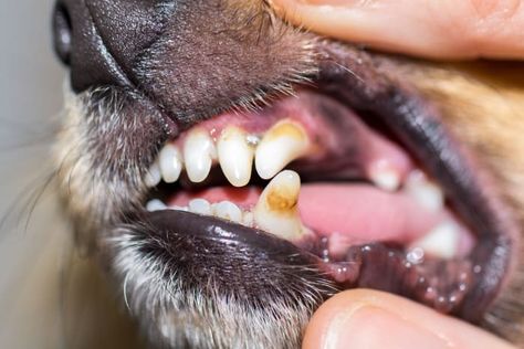 Chihuahuas have notoriously been known for having bad teeth. Here are the chihuahua teeth facts you need to know. Dogs Teeth Cleaning At Home, How To Clean Dogs Teeth At Home, How To Clean Dogs Teeth, How To Brush Dogs Teeth, Cleaning Dogs Teeth, Clean Dogs Teeth, Dog Teeth Care, Teeth Cleaning Routine, Teeth Hygiene