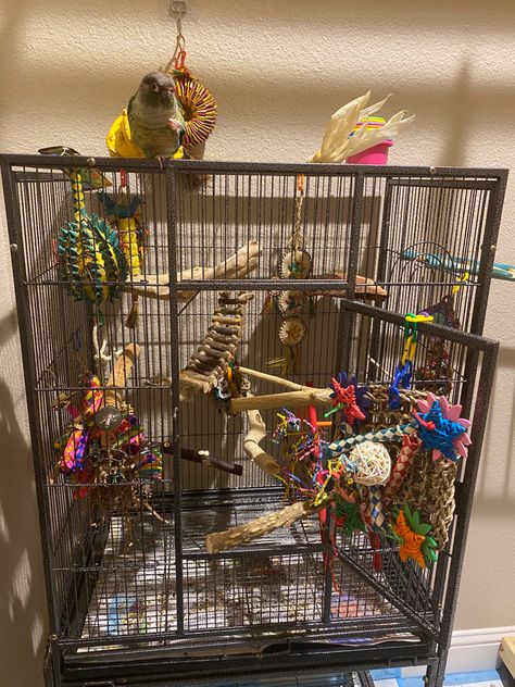 Parrot Cage Setup Ideas, Pet Bird Cage Ideas, Budgie Cage Setup Aesthetic, Conure Bird Cage Ideas, Parrot Setup, Cockatiel Bird Cage Setup, Cockatiel Cage Ideas, Bird Cage Setup Ideas, Budgie Bird Cage Ideas