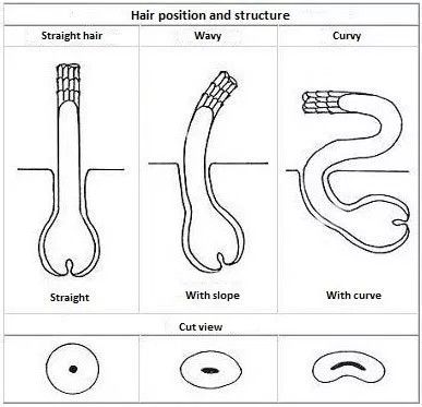 Curly Beard, Hair Science, Hair Facts, Beard Tips, Beard Straightening, Hair Waver, Diy Hair Mask, Hair Color Techniques, Natural Hair Inspiration