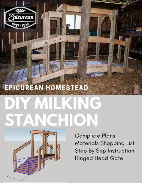 Homestead Milking Parlor, Milk Parlor Ideas, Cow Milking Stanchion, Cow Stanchion Ideas, Cow Milking Station, Milk Stanchion, Milking Stanchion, Milk Parlor, Miniture Cows