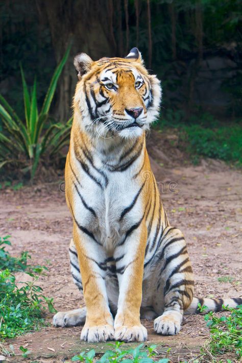 Tiger sitting. A Bengal tiger is sitting on the ground , #Sponsored, #sitting, #Tiger, #Bengal, #ground, #tiger #ad Tigers Photos, Cats Reference, Tiger Sitting, Tiger Photo, Tiger Photography, Tiger Drawing, Tiger Pictures, Cat Reference, Bengal Tiger