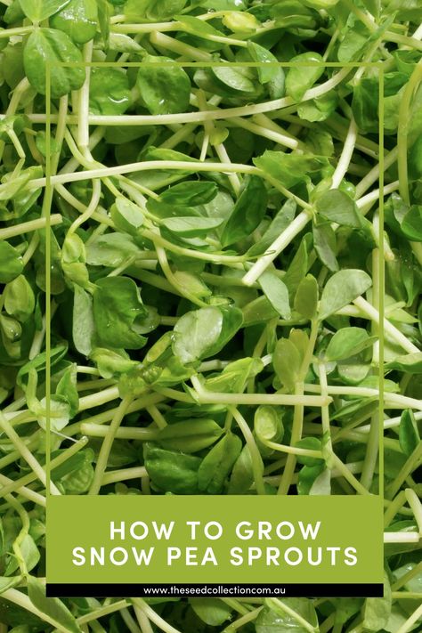 A simple step by step guide on how to grow Snow Pea Sprouts Microgreens Recipe, Pea Sprouts, Growing Sweet Peas, Growing Peas, Snow Pea, Sprouting Seeds, Seed Collection, Snow Peas, Step By Step Guide