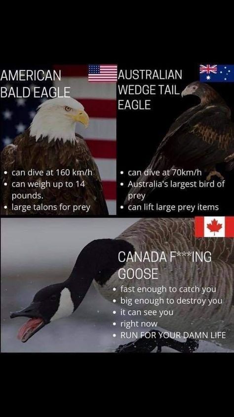 Canada Jokes, Canadian Memes, Canada Memes, Canadian Humor, Canadian Things, Historical Humor, Say Sorry, History Jokes, Cool Pics