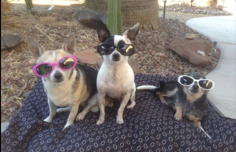 Three Puppies, The Grammys, Animal Groups, Silly Dogs, Wearing Sunglasses, Animals Dogs, Cartoon Memes, Silly Animals, Animals Cute