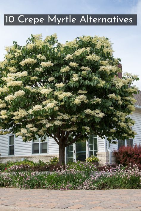 A tree with white flowers and pink flowers underneath planted in front of a house. Row Of Crepe Myrtle Trees, Crape Myrtle Tree Landscaping, What To Plant Under Crepe Myrtle, Crape Myrtle Landscaping, Crepe Myrtle Landscaping, Crape Myrtle Tree, Crepe Myrtle Trees, Curb Appeal Landscape, Myrtle Tree