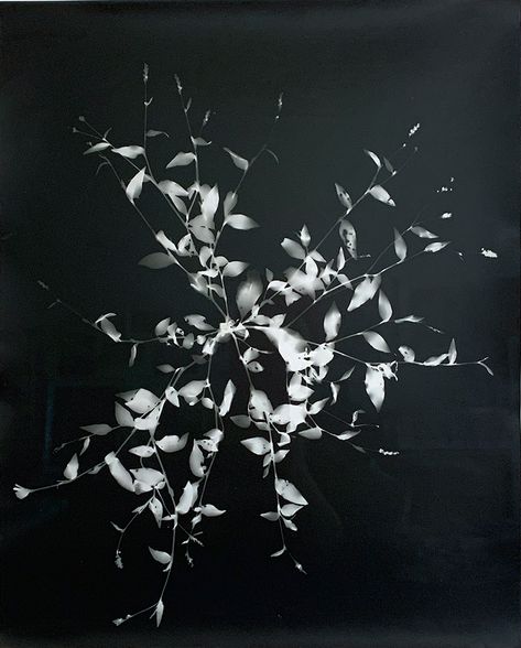 Recently, I started working on a series of photograms of plants pulled from the ground, showing the entire plant including the roots. Exposed to light on silver gelatin paper in the darkroom, the photograms are direct imprints of the plants, and the resulting white shadows appear to glow against the dark background of the photo paper. Prairie Planting, Japanese Screen, Photographic Projects, White Sky, Ways Of Seeing, Botanical Drawings, Art Institute Of Chicago, Dark Room, Perennial Plants