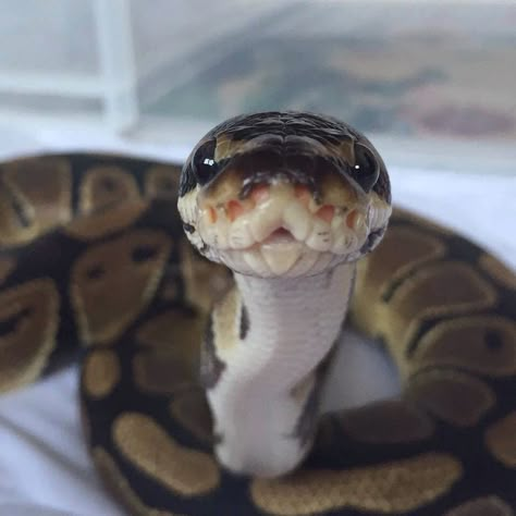 Pet Ball Python, Ball Python Pet, Snakes Pet, Snake Funny, California King Snake, Snake Cute, Snake Pet, Snake Terrarium, Pet Aesthetic